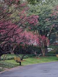 紅梅公園的梅花與雨天也太配了吧