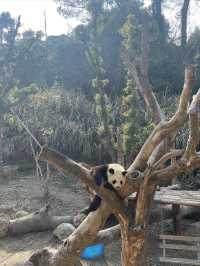 終於帶兒子來寧波野生動物園玩了