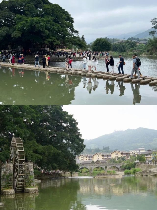 雲水謠不僅有土樓，還有福建省最大的榕樹