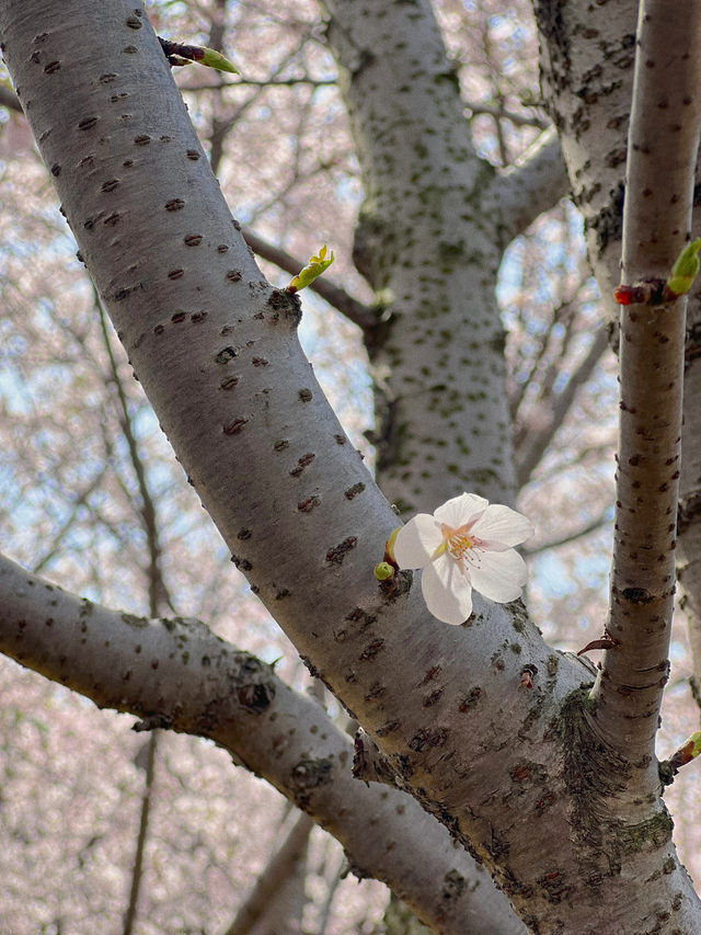 黃埔濱江赴一場鬱金香的約會｜琴鍵春園