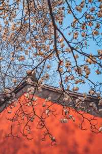 心不雜念去賞花!當玉蘭花遇見清千年古剎清涼寺!