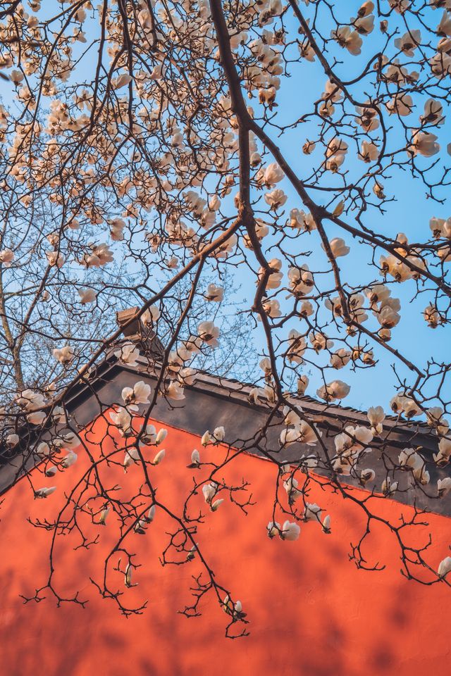 心不雜念去賞花!當玉蘭花遇見清千年古剎清涼寺! 心不雜念去賞花!當玉蘭花遇見清千年古剎清涼寺!