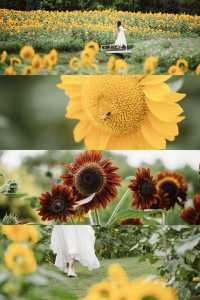 🌻The sunflower's final blooming period❗️Miss it and wait a year❗️
