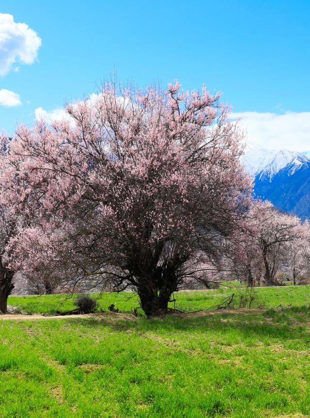 西藏林芝旅遊攻略