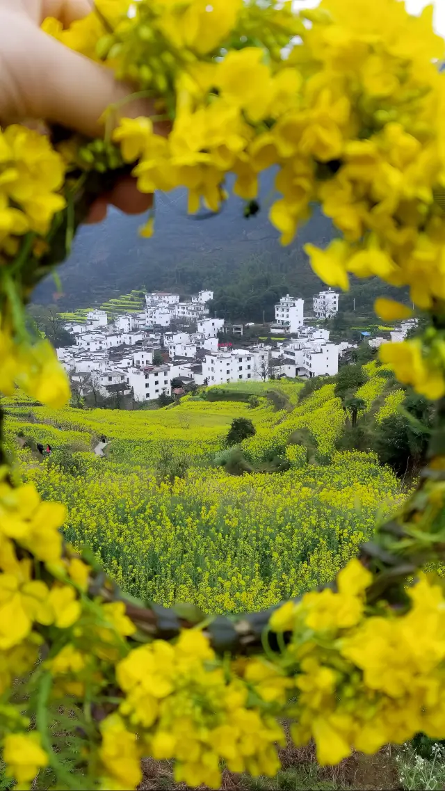 Hurry up and collect the guide to enjoying the rapeseed flowers at Wuyuan Huangling