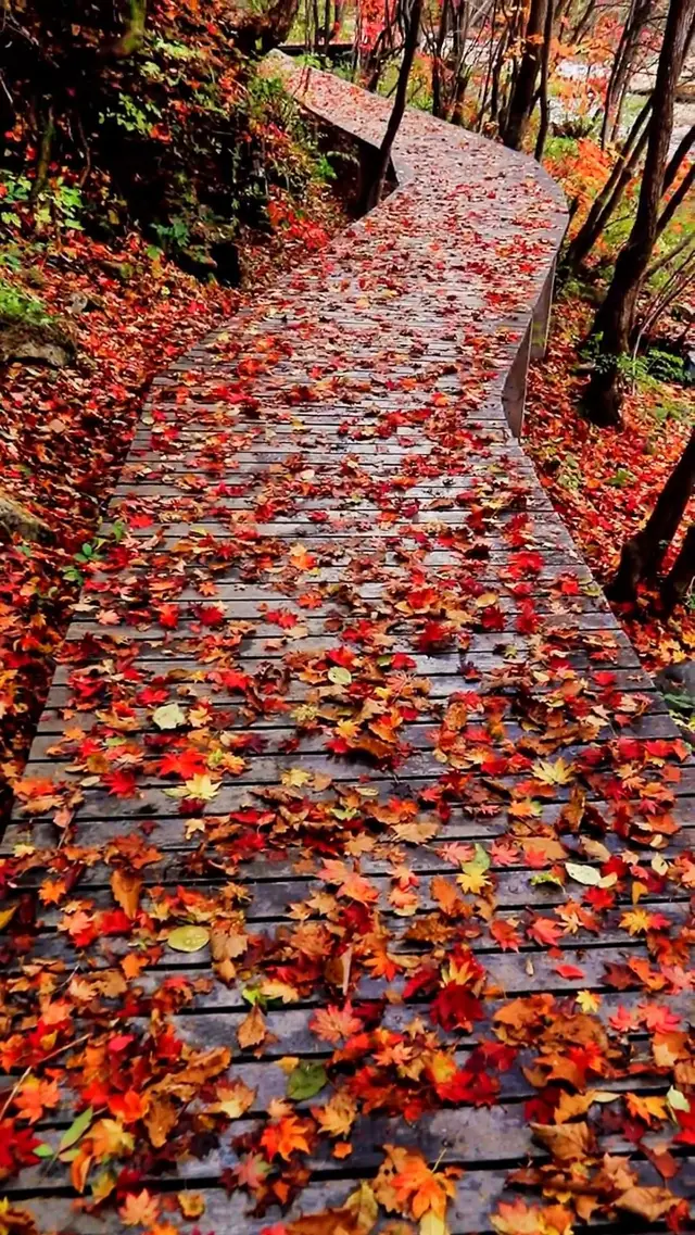 In the autumn season, Laobian Gou is a riot of color, with its forests and colorful Flower Mountain, as if stepping into an artist's palace