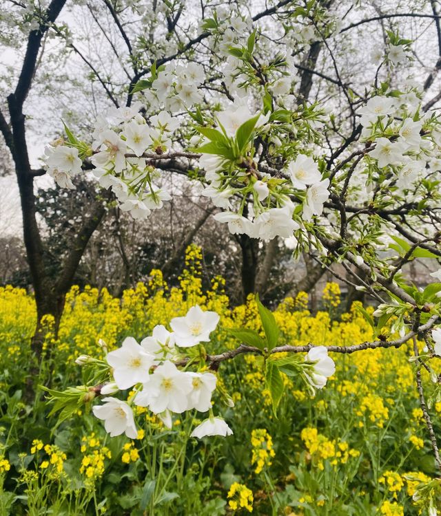 無錫兩日遊