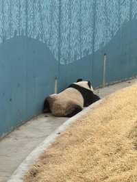 濟南一日遊好去處｜動物園裡有什麼