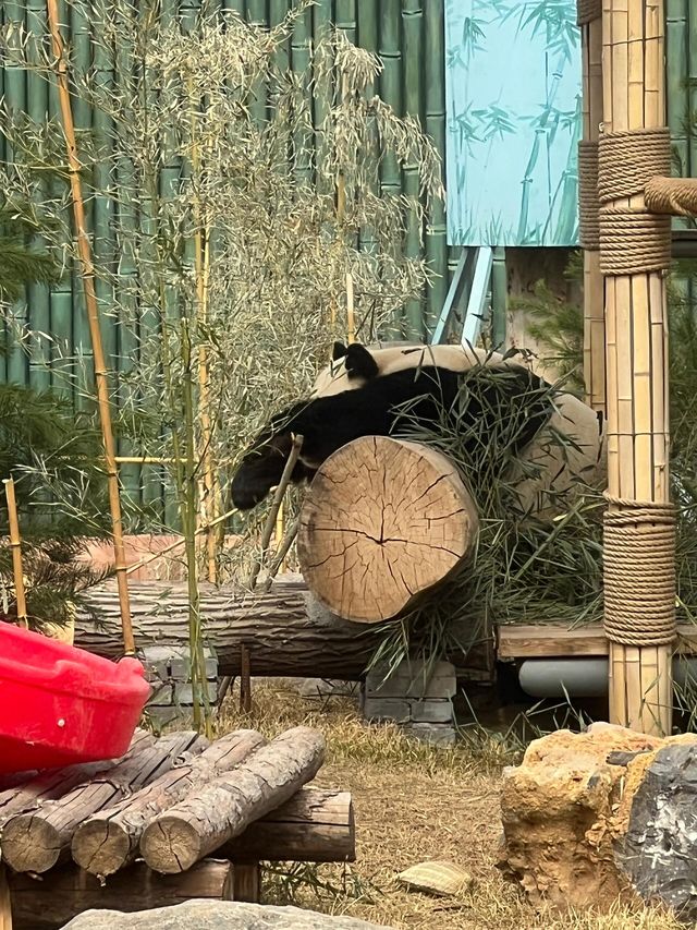 濟南一日遊好去處｜動物園裡有什麼