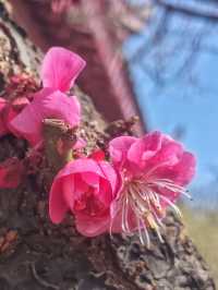 紅梅花兒開