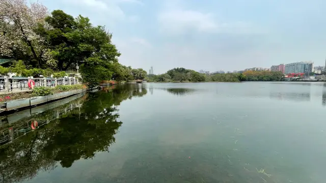 Originally, there are so many egrets in Liuhua Lake Park in Guangzhou