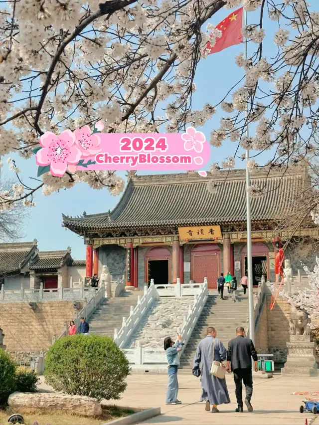 Xiangji Temple covered with cherry blossoms 🌸