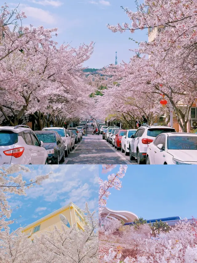 青島の中山公園の桜は本当に美しいです