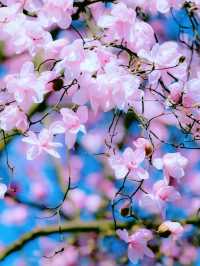 藥王谷的夢幻粉色花海為你而來
