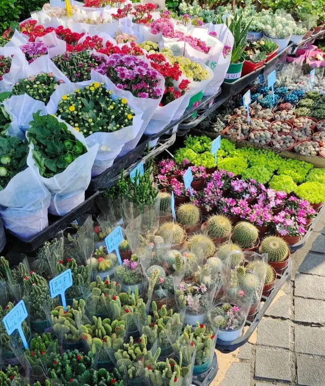 週末はどこへ行く—深セン南山のオランダ花卉小鎮でチェックインしましょう！