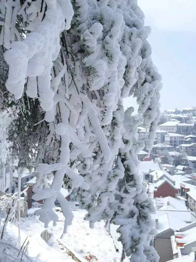 打卡雪後的廬山真面目！