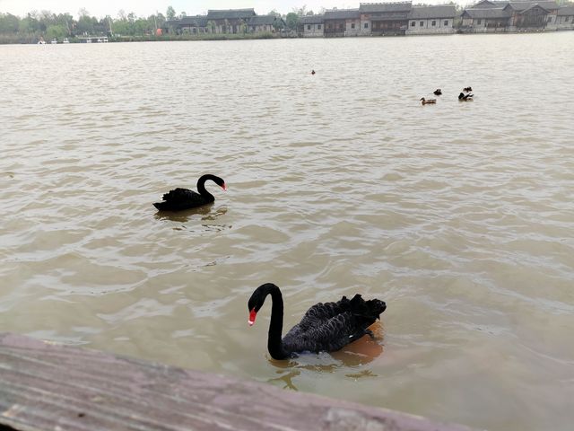 人與自然，和諧共生——大美洋沙湖濕地公園