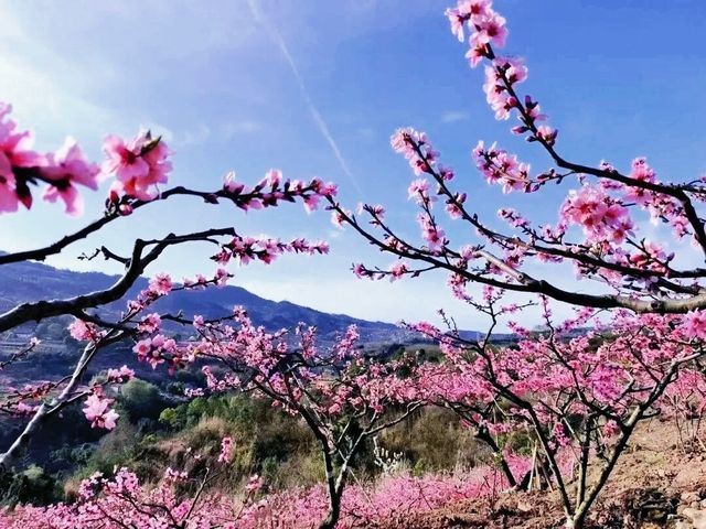 成都最美的桃花在哪裡看