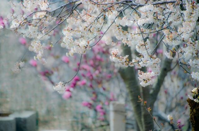 春日短暫，趁著櫻花綻放，趕快約上家人朋友，一起來泰山擁抱春光