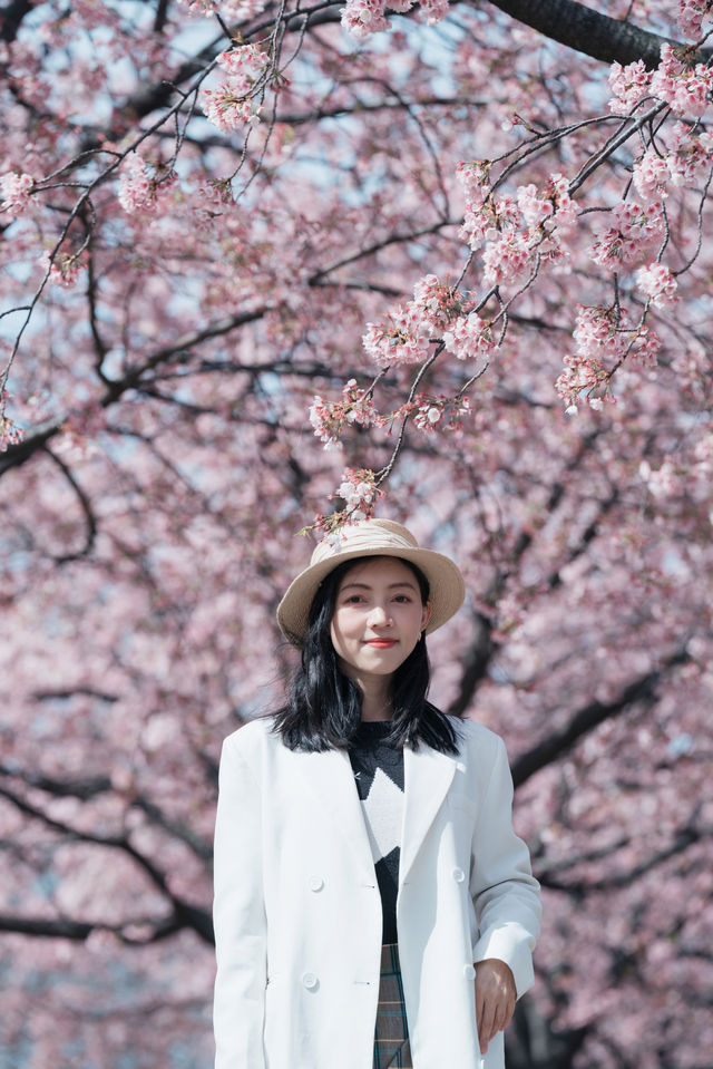 櫻花難民在東京拍到了人生照片！