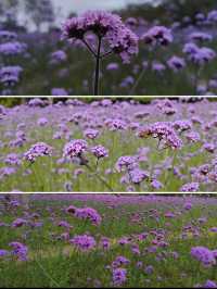 趁春日去賞花樂山綠心公園桃花已開