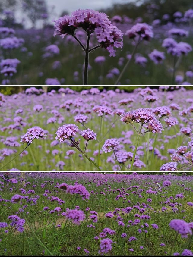 趁春日去賞花樂山綠心公園桃花已開