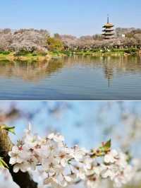 Wuhan Blossoms at East Lake🇨🇳♥️🌸
