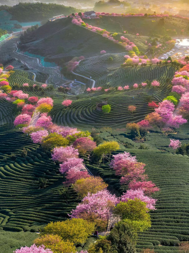 <《國家地理》沒騙我，春和景明超浪漫