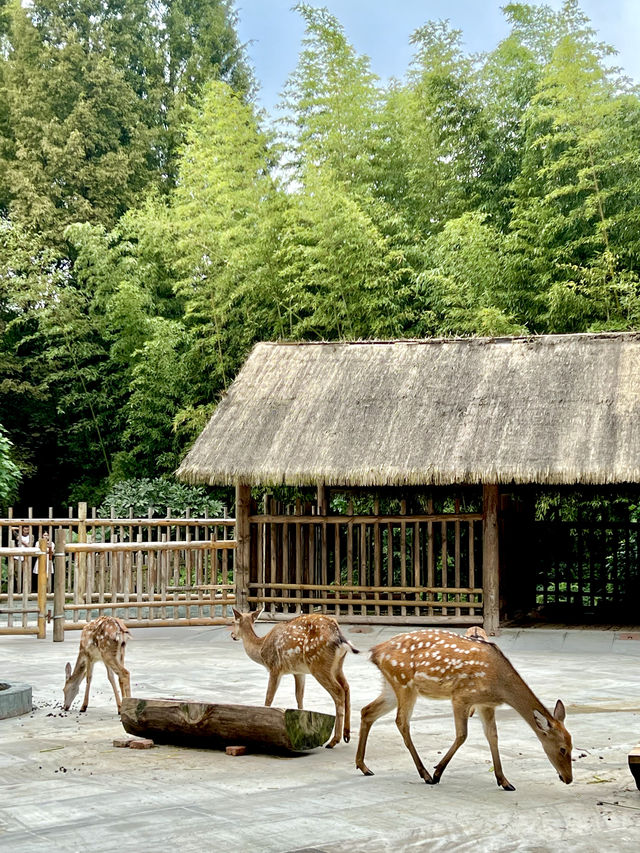 This petite forest park in Chengdu! It's 1000 times more entertaining than Chunxi Road!