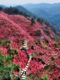 人間四月芳菲盡，雲霧山上看杜鵑