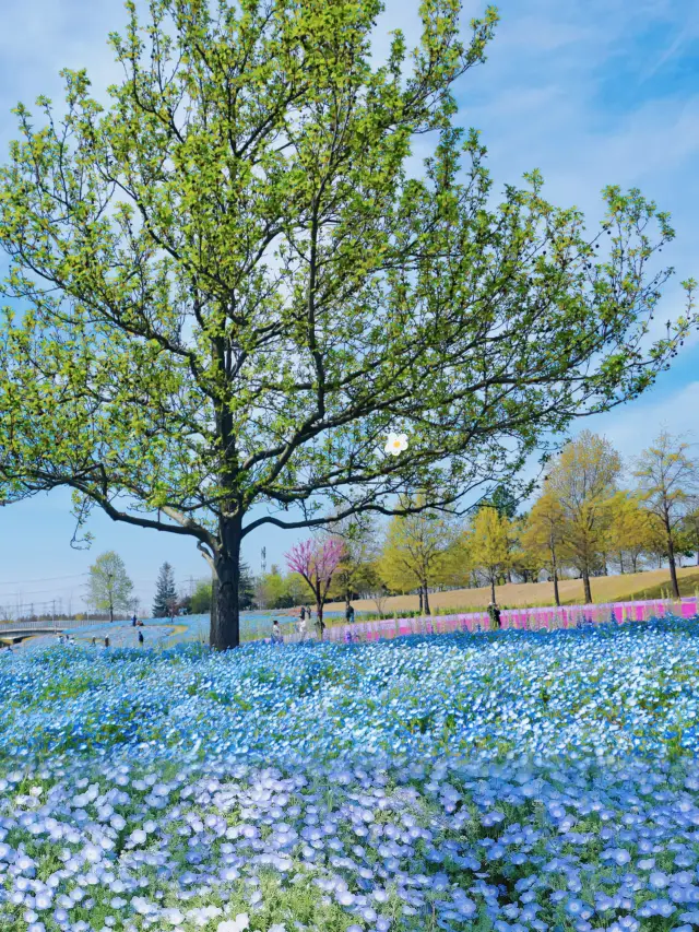 Shanghai in April is like a dream with its sea of blue flowers