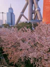 มาชมซากุระกันที่ Oriental Pearl TV Tower