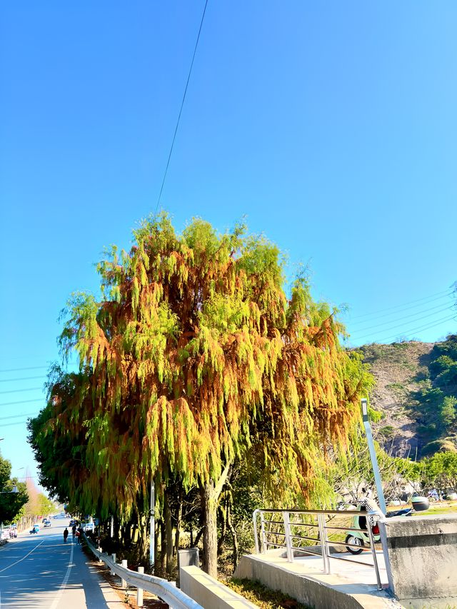 春日旅途｜温州賞春必去的私藏登山路線