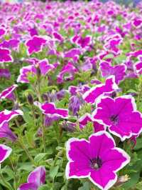 鄭州人民公園你玩得可真花啊附賞花攻略乾貨
