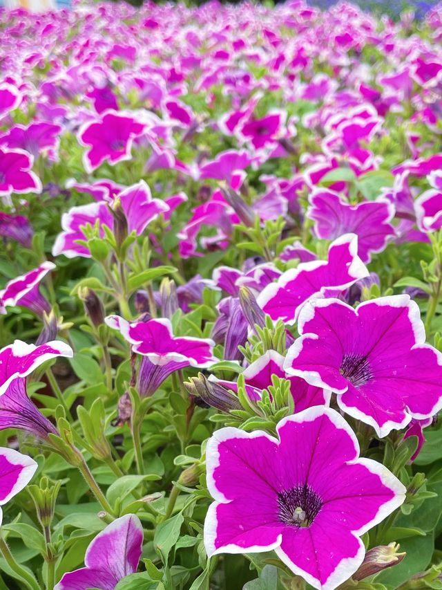 鄭州人民公園你玩得可真花啊附賞花攻略乾貨
