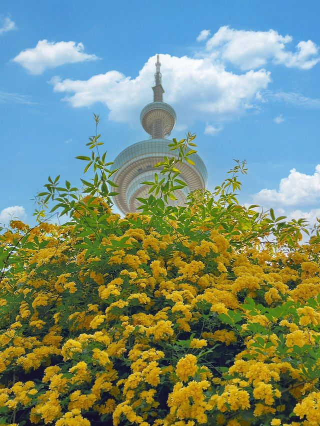 原以為玄武湖已經夠美了，直到去了這小眾公園