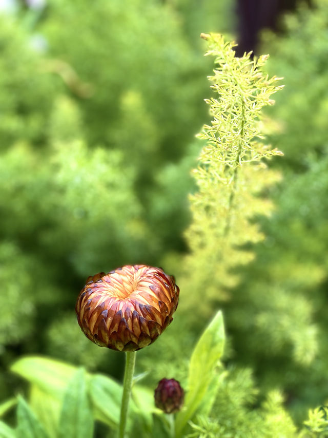 夏花繽紛熱烈 龍潭中湖公園