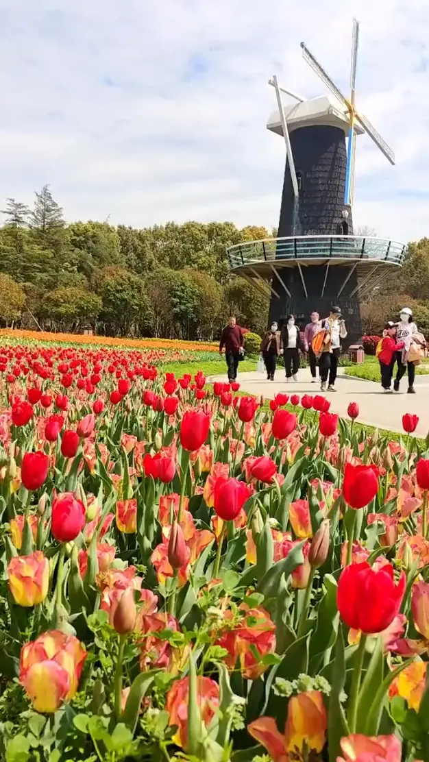Tulip Blossom Invasion! Shanghai Flower Port, your spring check-in spot!