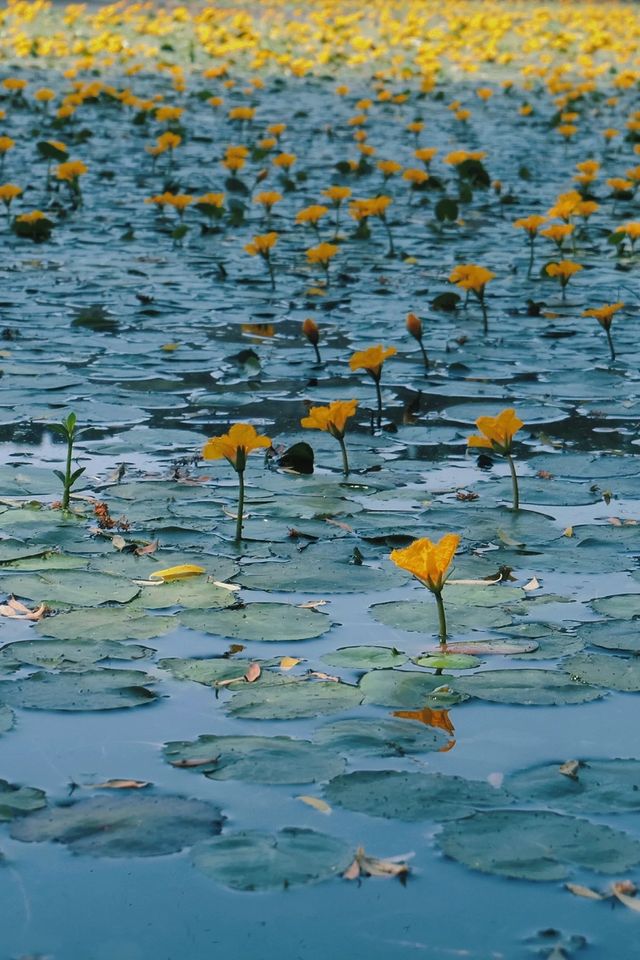 初夏的琵琶湖，竟讓我看到了詩經裡的花