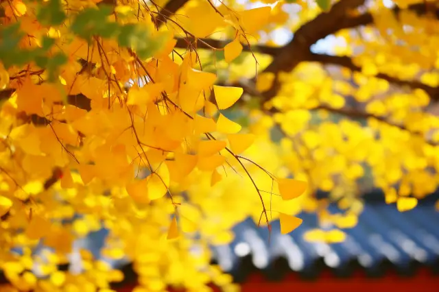 Shaolin Temple Ginkgo Yellow Leaf Festival - Explore the Autumn Charm of the Millennium Ancient Temple.