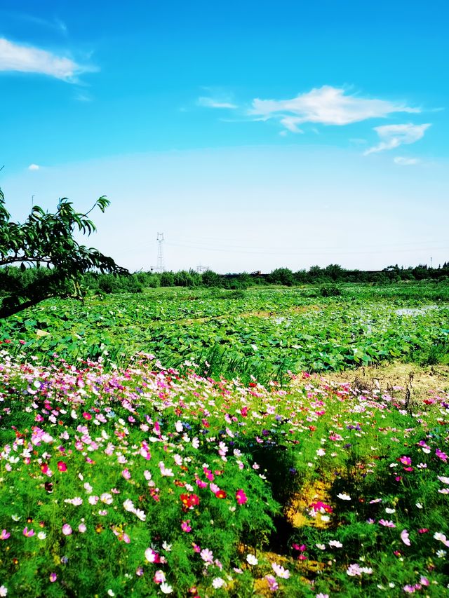 初夏的【巴夫洛】，花開盡夏美不勝收