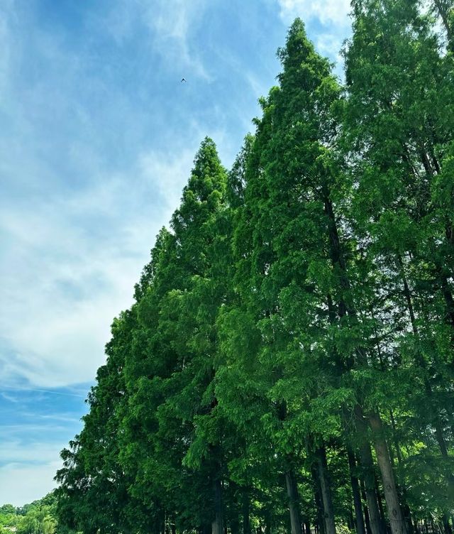 我不同意在南京還沒有人來過這個公園