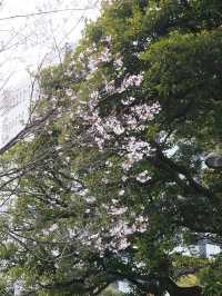 東京景點｜千鳥淵公園