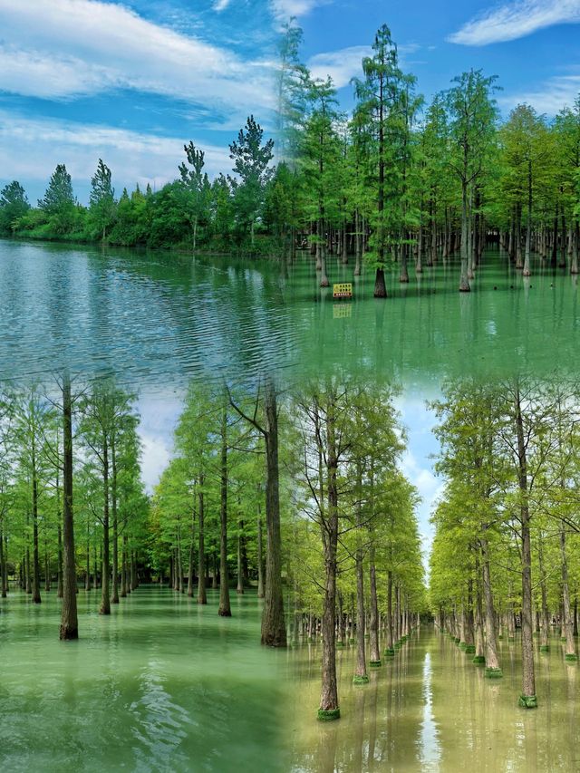 江蘇寶藏旅遊地——宿遷市泗洪縣洪澤湖濕地公園，你可不能錯