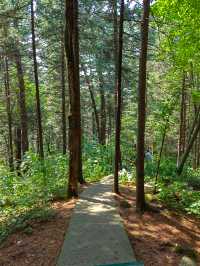 伊春上甘嶺溪水國家森林公園|天然氧吧