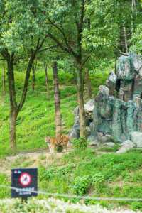 剛回來！！杭州野生動物世界夏日暢玩攻略