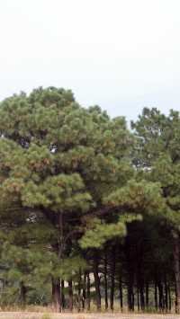 奉勸大家秋天千萬不要來嵖岈山！牛馬必看。