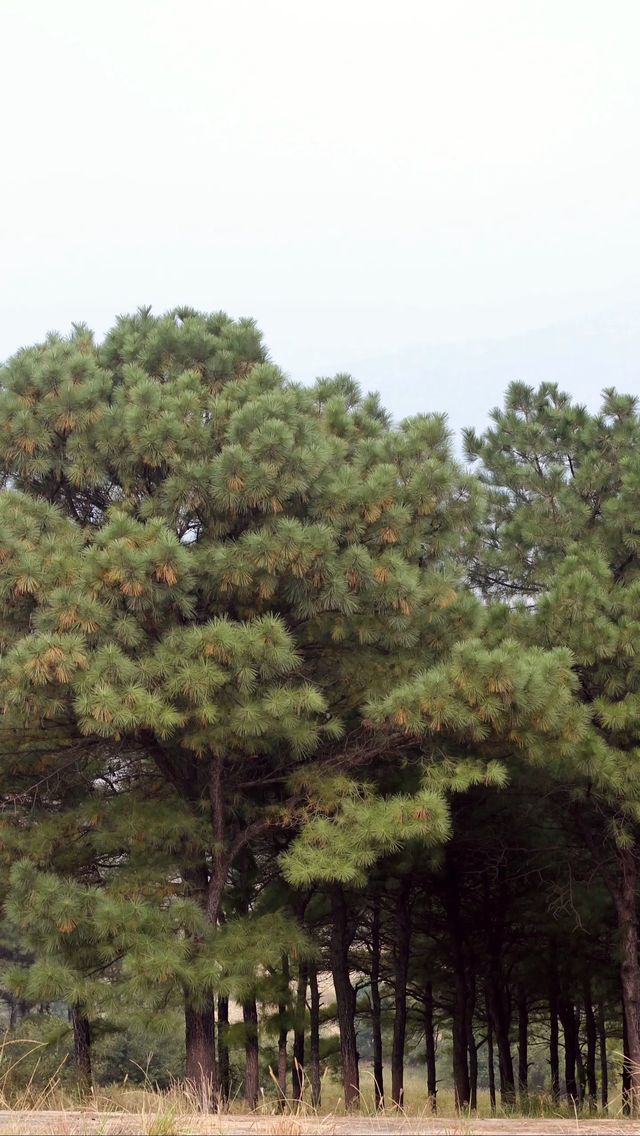 奉勸大家秋天千萬不要來嵖岈山！牛馬必看。