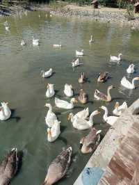 蘭州動物園，宛如一座隱藏在城市中的自然寶藏。