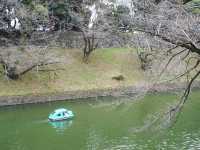 東京景點｜訪千鳥淵：賞櫻的遺憾